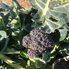 [今週の取引分は終了しました]無農薬　野菜セット　採れたて　2024030091の画像