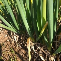 [今週の取引分は終了しました]無農薬　野菜セット　採れたて　2024030091の画像