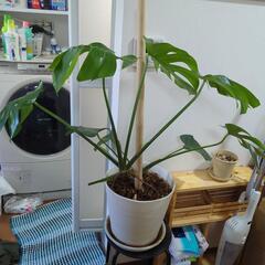 【観葉植物】大きくてタフなモンステラ譲ります【大型】の画像