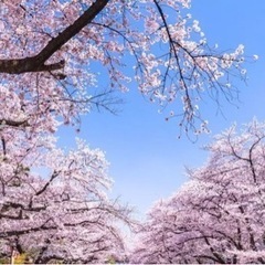 上野公園花見