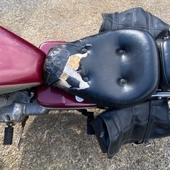 ホンダレブル250自賠責付名変のみで乗れますの画像