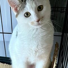 白っぽい三毛猫　しっぽはシマシマの模様