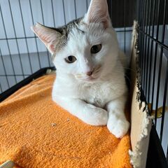 白っぽい三毛猫　しっぽはシマシマの模様 - 名古屋市