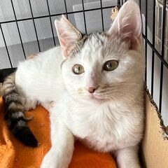 白っぽい三毛猫　しっぽはシマシマの模様 - 猫