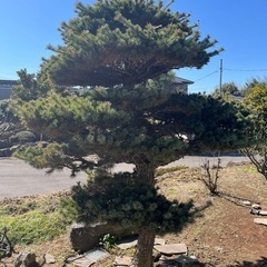 地植え　五葉松　約2.7m　の画像