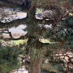地植え　五葉松　約2.7m　の画像