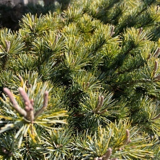 地植え 五葉松 約2.7m