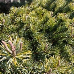 地植え　五葉松　約2.7m　の画像