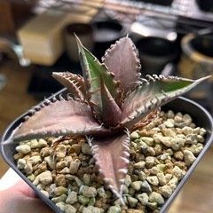 アガベ　チタノタ　レッドキャットウィーズルの画像