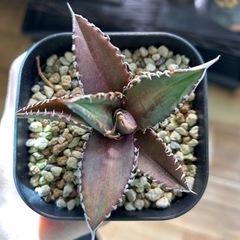 アガベ　チタノタ　レッドキャットウィーズルの画像