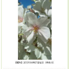 『移植サービス付き❗』めずらしい庭木  つばき品種『千里香（センリコウ）』の画像