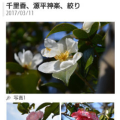 『移植サービス付き❗』めずらしい庭木  つばき品種『千里香（センリコウ）』の画像