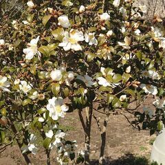 『移植サービス付き❗』めずらしい庭木  つばき品種『千里香（センリコウ）』の画像