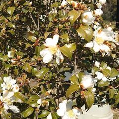 『移植サービス付き❗』めずらしい庭木  つばき品種『千里香（センリコウ）』の画像