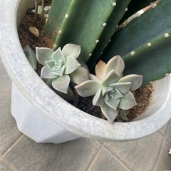 サボテン　多肉植物の画像