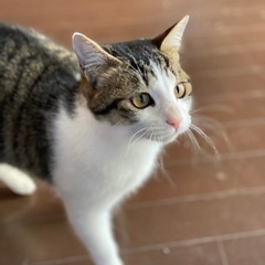 里親募集
