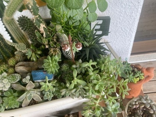 多肉植物