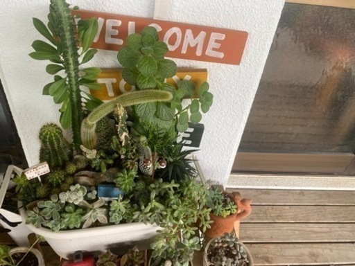 多肉植物