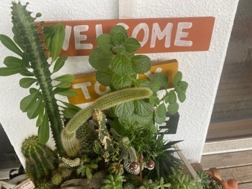 多肉植物