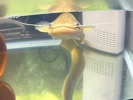 アルビノナマズ　南方大口ナマズ