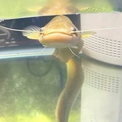 アルビノナマズ　南方大口ナマズの画像