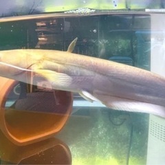 アルビノナマズ　南方大口ナマズの画像
