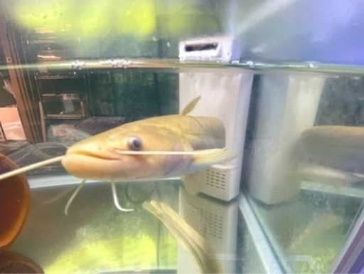 アルビノナマズ　南方大口ナマズ