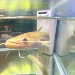 アルビノナマズ　南方大口ナマズの画像