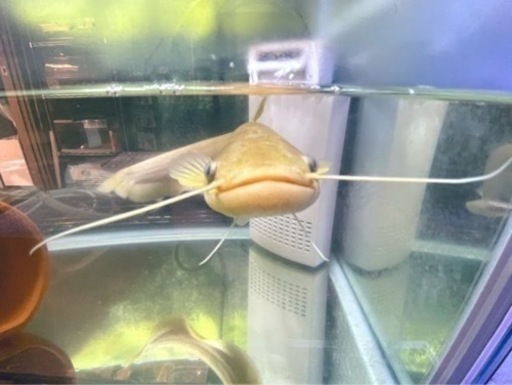 アルビノナマズ　南方大口ナマズ