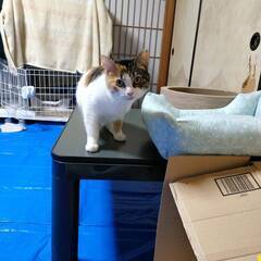 三毛猫♀　いよちゃん5才　里親募集中！