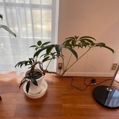 観葉植物　カポックの画像