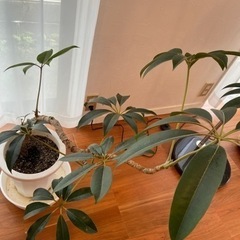 観葉植物　カポックの画像