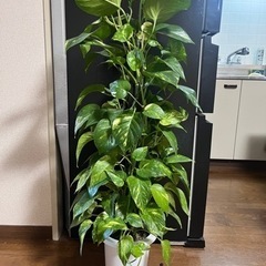 引渡し先決定！観葉植物ポトス🪴取りに来てくださる方