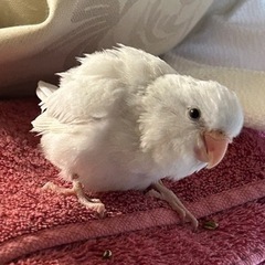 マメルリハ　雛　お預かり中