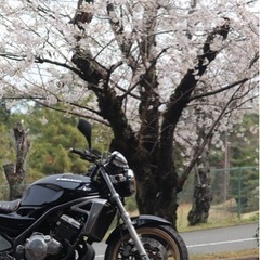 バイク カワサキ　バリオス2の画像