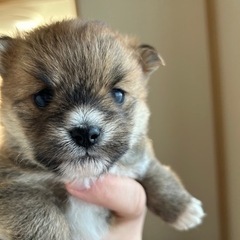 12月生まれの子犬