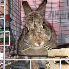 推定1～2歳位　学校でネグレクト飼育されてたウサギの麗子ちゃん【...