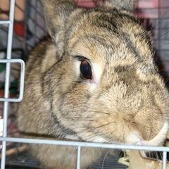 推定1～2歳位　学校でネグレクト飼育されてたウサギの麗子ちゃん【4月14日(日曜日)　🌟久留米市小頭町🌟譲渡会🌟】 - 久留米市