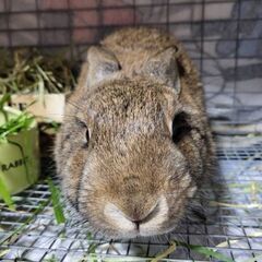 推定1～2歳位　学校でネグレクト飼育されてたウサギの麗子ちゃん【4月14日(日曜日)　🌟久留米市小頭町🌟譲渡会🌟】 - その他