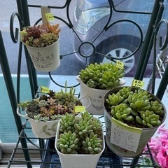 コインランドリーしゃぼん　チャリティー多肉植物追加しました
