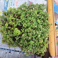 多肉植物 ブロウメアナ①