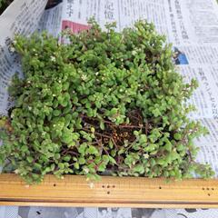 多肉植物 ブロウメアナ② ガーデニングの画像