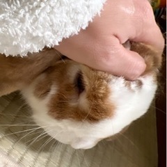 引越し先がペット不可な為