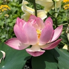 生活雑貨 家庭用品 ガーデニングの画像