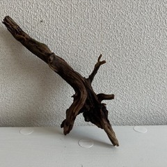 流木、インテリアの画像