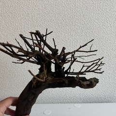 流木、インテリアの画像