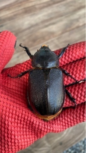 ネプチューンオオカブト　　