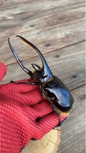 ネプチューンオオカブト