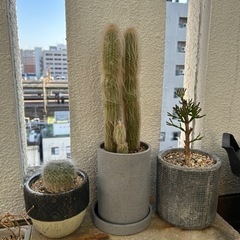 無料/サボテン/多肉植物/生活雑貨 家庭用品 ガーデニング