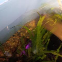 生活雑貨 家庭用品 ガーデニングの画像